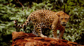 Great Jaguar828368424 272x150 - Great Jaguar - Tiger, Jaguar, Great